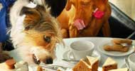 pet friendly restaurants tampa